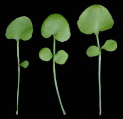 Cardamine corymbosa. Rosette leaves from lowland form.
 Image: P.B. Heenan © Landcare Research 2019 CC BY 3.0 NZ